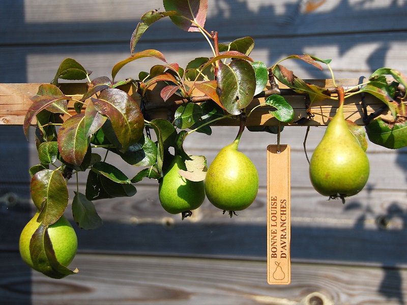 label fruitbomen